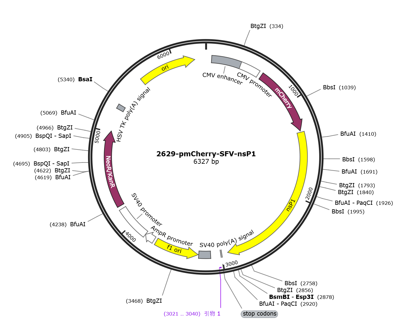 pCDH-CMV-mCherry-SFV nsP1载体图谱.png